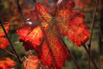 Foglie di vite in autunno, primi piani di un rosso intenso in controluce