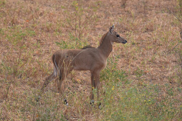 Baby nilgai standing still and alert, looking out for danger