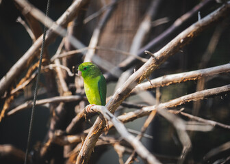 Vogel sitzt auf Zweig eines Baums