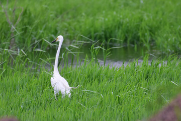 Fototapeta premium Egret waiting to catch a fish at the Keolodeo National Park in Bharatpur, India