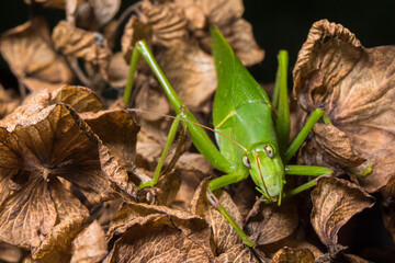 Grasshopper