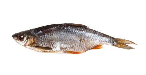 Dried roach isolated on white background.