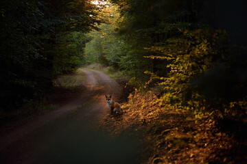 fox in autumn forest at sunset