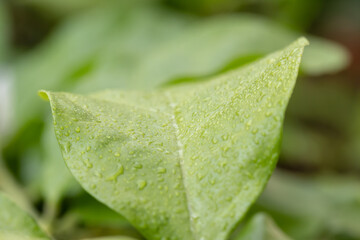 Water drops of dew in the morning glow in the sun. Natural background. Fresh juicy green leaf in droplets of morning dew.