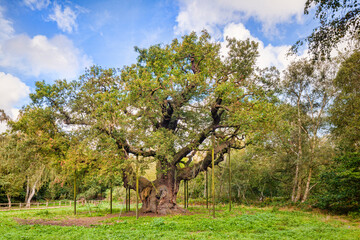 Major Oak, Sherwood Forest