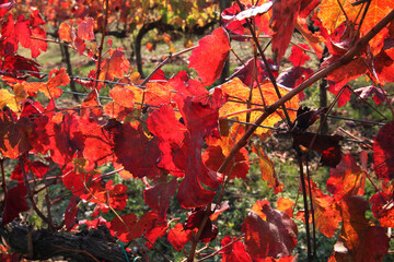 Foglie di vite in autunno, primi piani di un rosso intenso in controluce