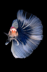 Betta Siamese fighting fish, Rhythmic of betta fish (Halfmoon blue and white) isolated on black background. Moving with aggressive action in freshwater. Popular aquarium fish. Luxury fish in Thailand