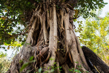 Bottom view of Banyan tree in the jungles of India