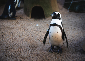 Naklejka premium Pinguin im Zoo schaut in Kamera