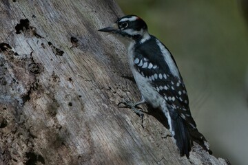 Downy Woodpecker walking on tree. Hairy woodpecker beak, head, and body
