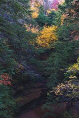 Valley in hocking hills during fall. Colorful trees surround a ravine full of orange leaves. Ohio fall and autumn