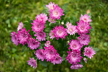 Chrysanthemum indicum