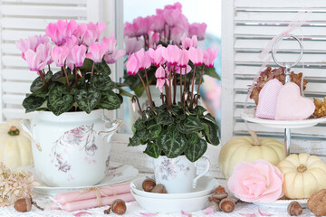 romantisches Herbst-Arrangement mit pink Alpenveilchen und weißen Kürbissen