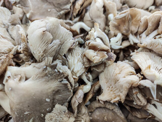 Variety of oyster mushrooms for sale at farmers market