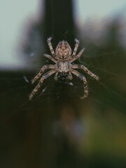 spider on a web