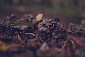 champignons