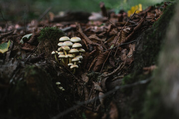 champignons
