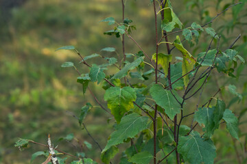 Bush with leaves close-up. Blurred background.