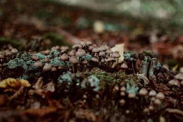 champignon