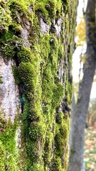 Obraz premium moss on tree