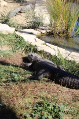alligator au zoo