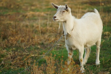 portrait of a white goat on a leash in a autumn meadow