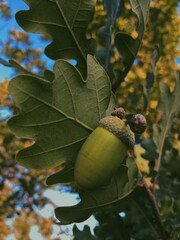 acorn on oak