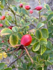 red apples on a branch