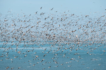Flock of flying seagulls over the blue sea