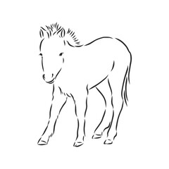 Vector hand drawing pony isolated on white background, pony horse, vector sketch illustration
