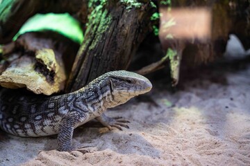 Reptile dragon dans son vivarium