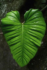 Elephant ear leaf in the rainforest