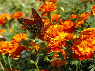 Butterfly in the Marigolds