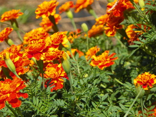 Bright Marigolds