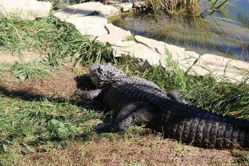 alligator au zoo