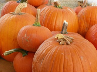Bright Orange Pumpkins