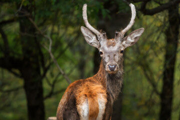 Portrait of a red deer (Cervus elaphus) on a blurry background. Deer in the forest.