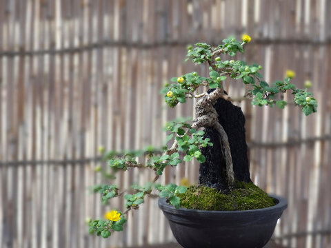菊の盆栽」の写真素材 | 181件の無料イラスト画像 | Adobe Stock 菊の盆栽」の写真素材 | 181件の無料イラスト画像 | Adobe Stock