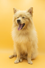 full body of german spitz dog that looks like a wolf smiling to the front with tongue out and eyes closed, custard yellow background
