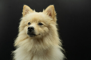 Fototapeta na wymiar Portrait of german spitz dog that looks like a wolf looking to the left on black background