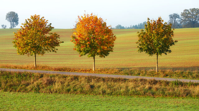 Autumn landscape with trees by a country road.