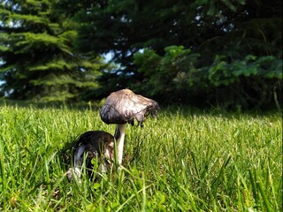 mushroom in the grass