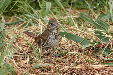 Fox Sparrow (Passerella iliaca) at Chowiet Island, Semidi Islands, Alaska, USA