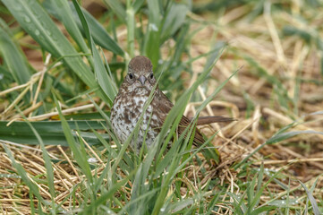 Fox Sparrow (Passerella iliaca) at Chowiet Island, Semidi Islands, Alaska, USA
