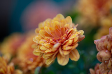 yellow and orange flowers on a green background