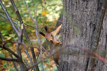 squirrel in the forest © Aleksey