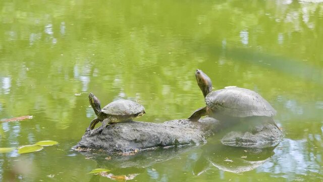 Turtles Pose on a Rock in the Middle of a Quiet Lake with Many Garden Water Lilies 