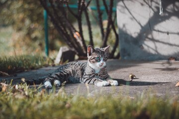 the dignified cat is resting in the glow of the autumn sun © tikustw