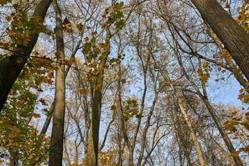 tree in autumn