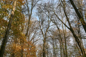 Fototapeta premium trees in the autumn